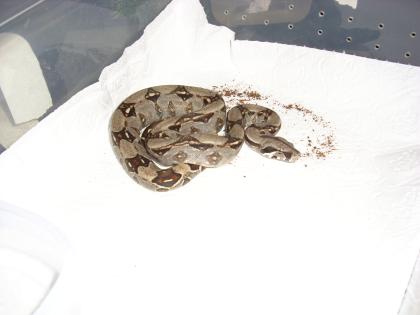 Boa Constrictor Imperator Terrarium Zubehör