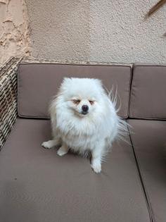 Weiße Pomerania Boo Hündin
