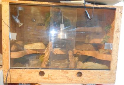 Leopardgecko mit Terrarium