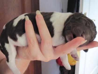 Kleine Münsteländer Welpen