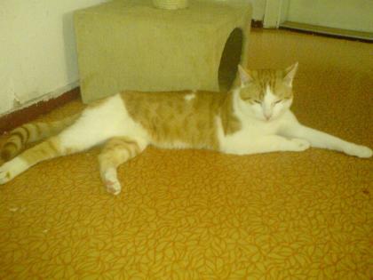 Sie suchen einen EKH-Deckkater