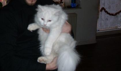 Maine Coon Babys