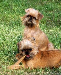 Brüssler Griffon, Belgisch Griffon, Griffon Petit Brabancon