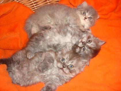 Chinchilla-Perser-Mix Kätzchen