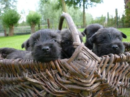 Cairn Terrier Welpen Westie Westi
