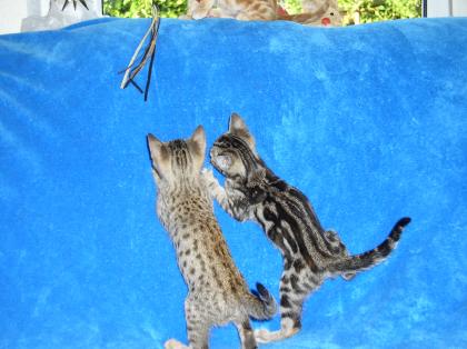 Einzigartige Bengal-Kitten für Zucht und Show