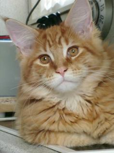 3 tolle Maine Coon Kater suchen ein Zuhause mit Stammbäumen