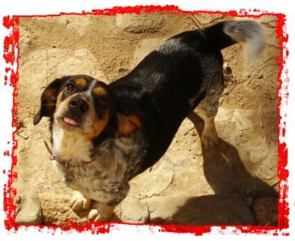 Lea ca. 1 Jahr Beagle / Settermix