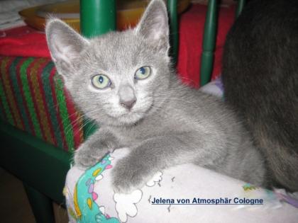 Traumhaft schöne reinrassige Russisch Blau Kitten mit Stammbaum