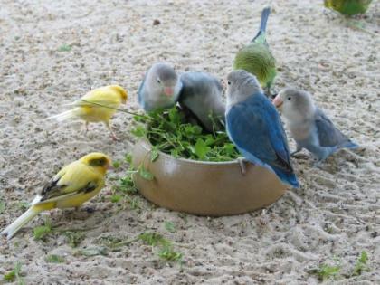 Wir nehmen Ihren Vogel auf