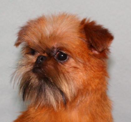 Brüsseler Griffon, Belgischer Griffon, Griffon petit Brabancon, Griffon Bruxello