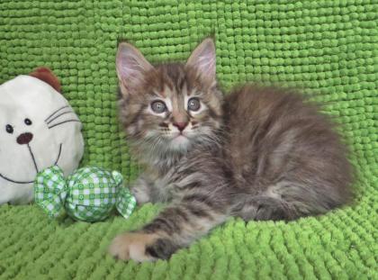 Maine Coon Mädchen