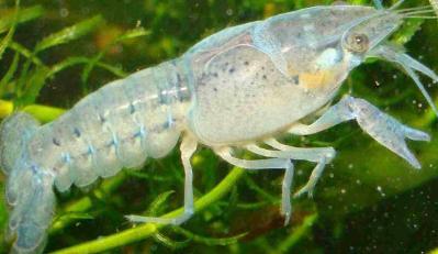 Blauer Floridakrebs - Procambarus alleni - Krebse - Floridahummer