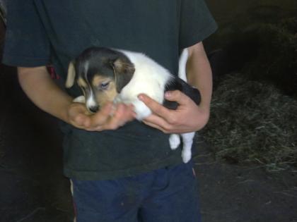 Tolle Jack - Russel - Babies