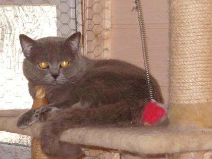 BKH Kater in BLUE 2 Jahre abzugeben