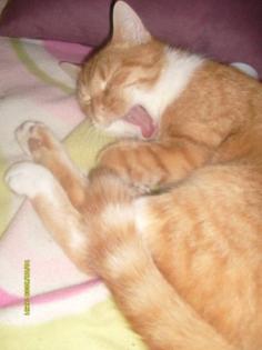 DRINGEND 10 Monate alte German Rex/Hauskatze Mix abzugeben