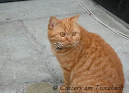 Rote BKH Katze abzugeben.