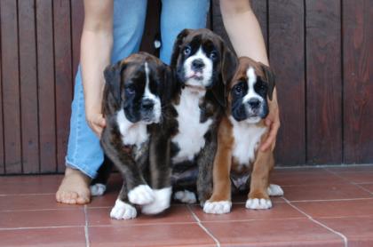 Boxer Welpen zu verkaufen