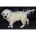 Labrador Welpen