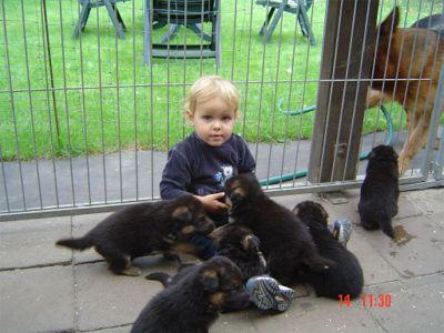 Deutsche Schäferhundwelpen, schwarz/braun, mit Papieren, aus bester Verpaarung