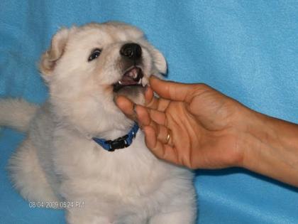 Reinrassige Weisse Schweizer Schäferhund Welpen