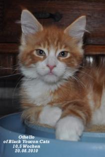 Maine Coon Babys und Jungtiere