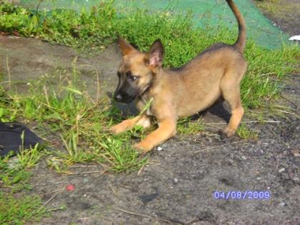 Wunderschöne Malinois-Hündin 11 Wochen