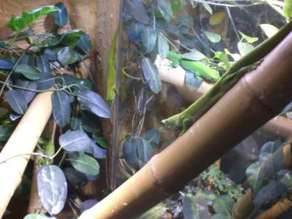 Madagaskar Taggeckos abzugeben
