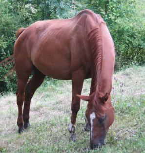 Stute Edles Warmblut für 1800Euro VB ab September