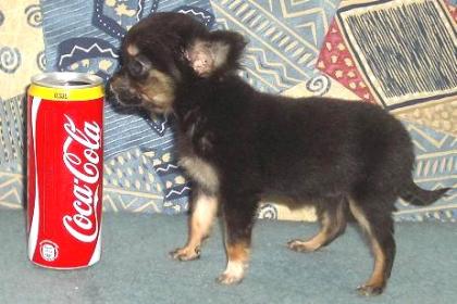 Mini Chihuahua Hündin 4, 5 Monate
