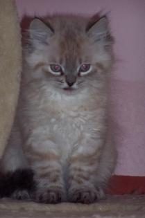 Perser Colourpoint Kitten