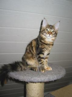 Jeanne D Arc Maine Coon Katze sucht ein zu Hause