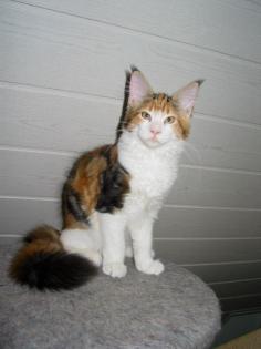 Jamie Lee Maine Coon Katze sucht ein zu Hause