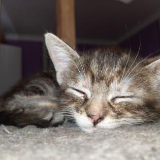 2 Katzenbabys, 12 Wochen, Weibchen und Junge