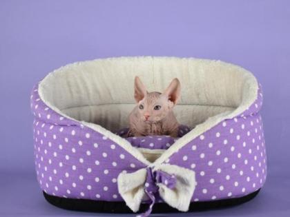 Reinrassige Sphynx Kitten Don