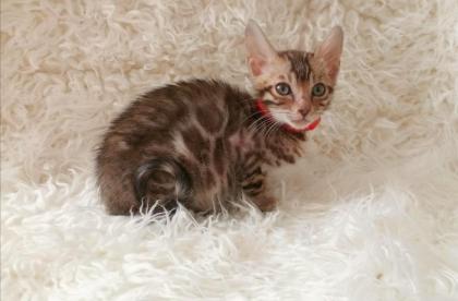 Reinrassige Bengalkitten mit Stammbaum Mini Leoparden