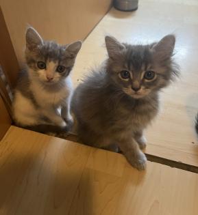Perser-Maine Coon Mix