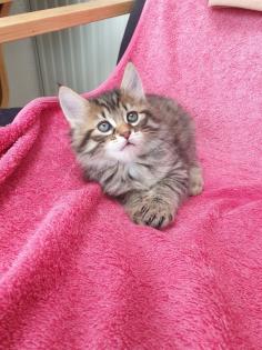 Verkaufe süße Katzen
