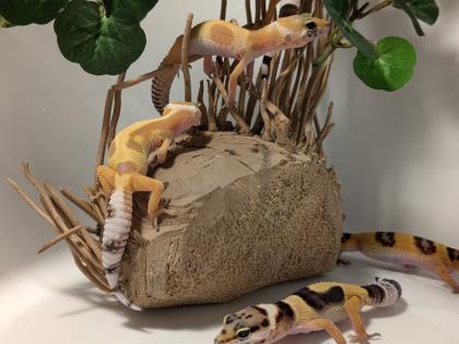 Leopardgecko aus Rostock 24. 11. 2024