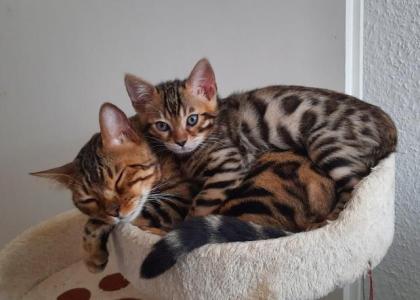 Bengal Kitten Charcoal reinrassiger TICACats-Stammbaum