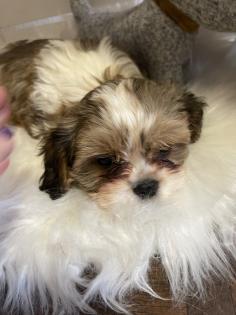 Süße cavalier- Shihtzu welpen/ CavaTzu abzugeben