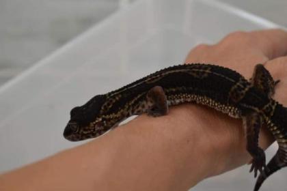 Leopardgecko Black Night Adultes Weibchen