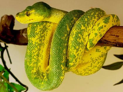 Chondro Python High Yellow Blue Line 0. 1