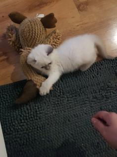 BKH Kitten Britisch Kurzhaar