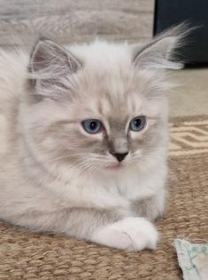 Zuckersüße Ragdoll Kitten