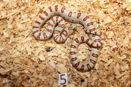 Lampropeltis Leonis Nachzucht 2024