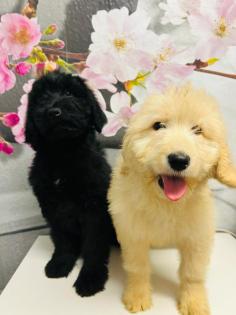 Wundervolle Labradoodle Familienhunde -Preis 900Euro