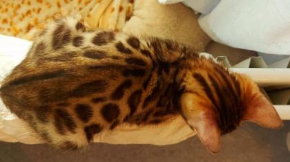 Süße Bengalkatzen zu verkaufen