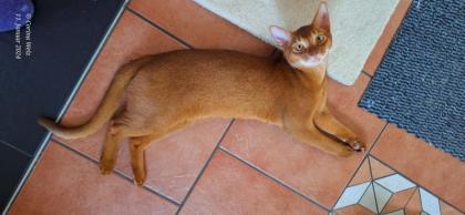 Charmanter reinrassiger 12 Monate alter Abessinier Kater mit Abstammungsurkunde
