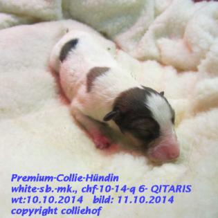 Premiumcolliewelpen US-Line, Teilzahlung, Transfer, Zubehör